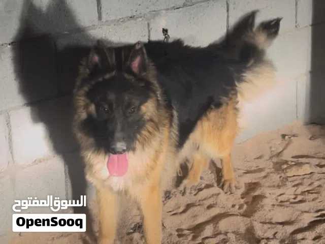 كلاب كستم البيع