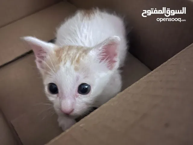 Free kitten for adoption - 1.5 Months old