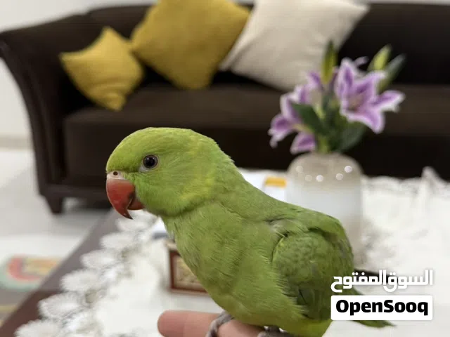 ببغاء دره أليف و لعوب جدا