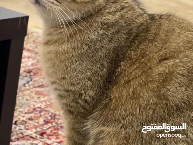 لتبني انثى برتش عمرها 8 شهور