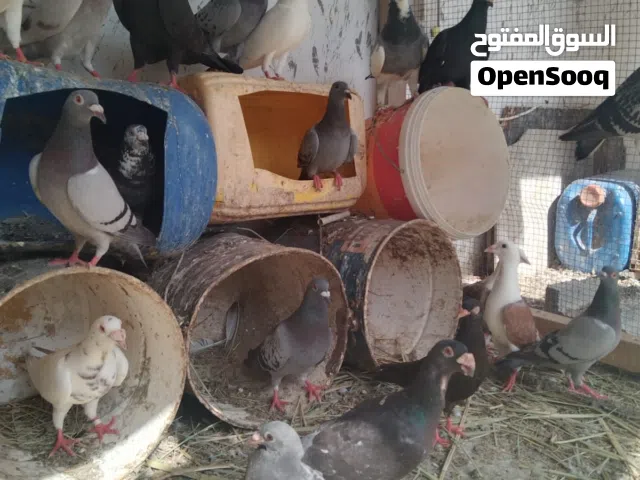 للبيع حمام راحوا و لاحم