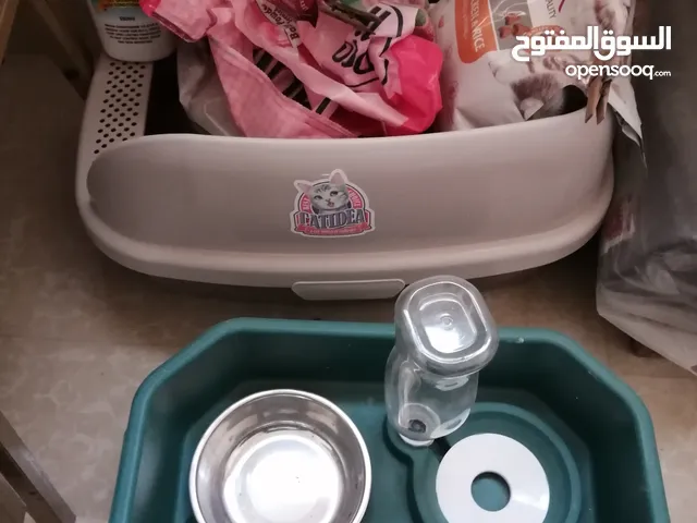جلسة قط مع اكسسوارات الأكل و شرب الماء و و