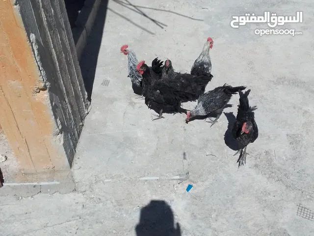 ديوك للبيع عدد 6