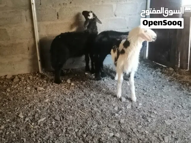 كبشان سمنه طيبة
