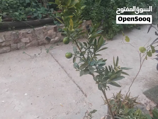ليمون مصري  حب ونور
