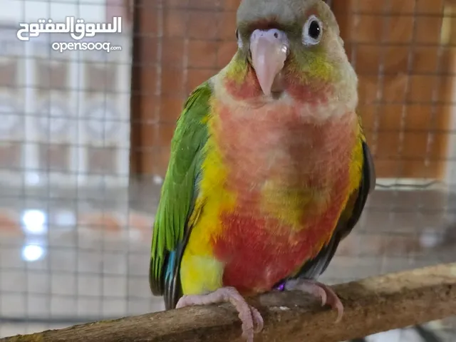 ببغاء كنيور انناس الوصف مهم الوصف الوصف