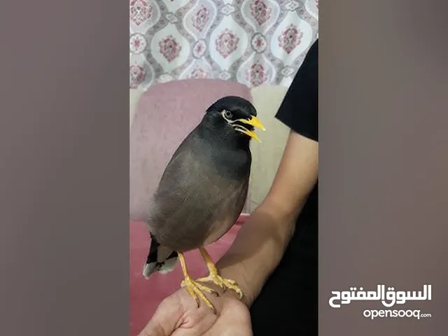 مينه اليفه