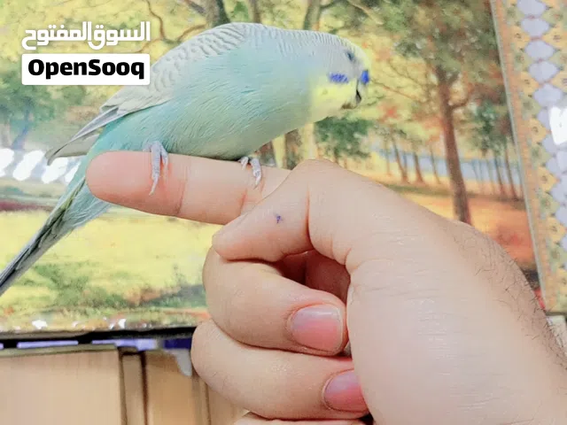 طير حب متكلم الوصف مهم