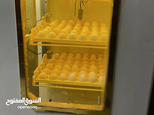 فقاسة بيض سعة 256بيضة