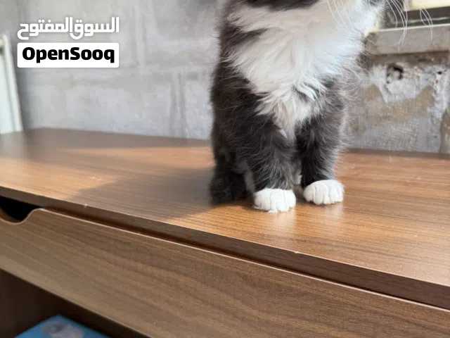 سكوتش  فولد