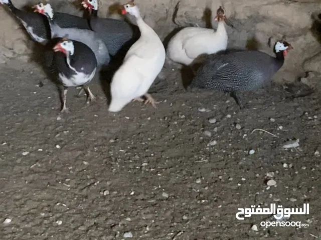 دجاج وديك خيبر سمين وصحة ممتازه