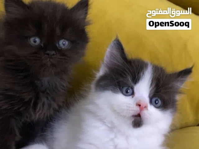 قطط للبيع إناث و ذكور