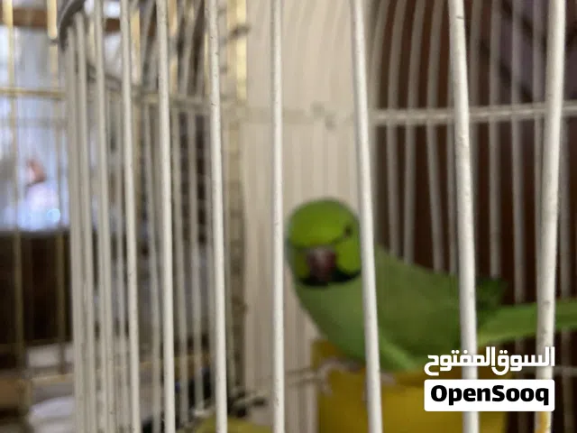 ببغاء للبيع