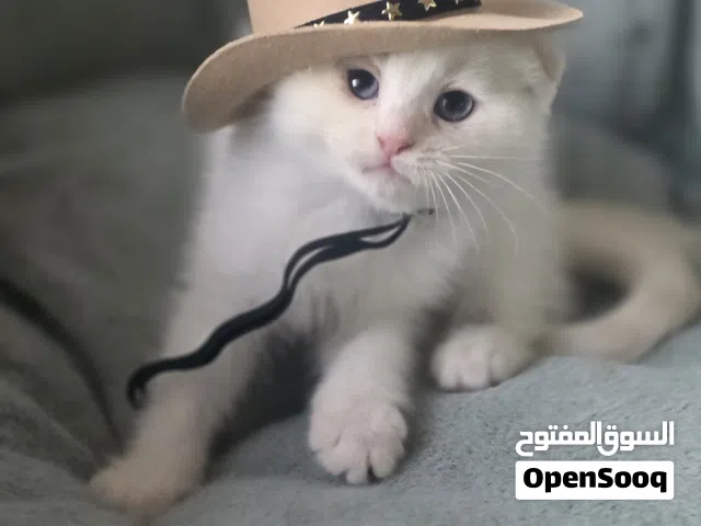 Scottish fold سكوتش فولد
