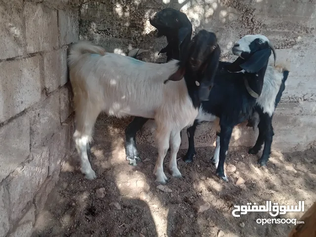 جدي لون وصحه نار هداد عش شهور سلاله نظيفه