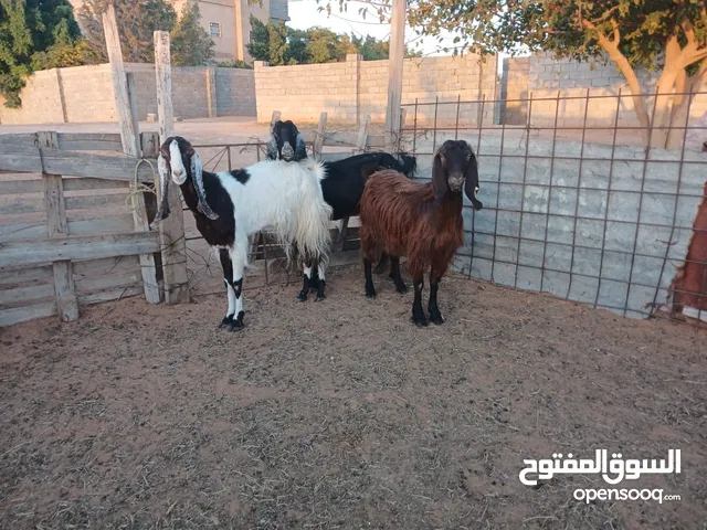 3معزها للبيع نضاف عودهم سمح