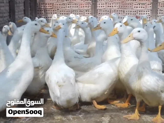 للبيع بط بكيني صيني