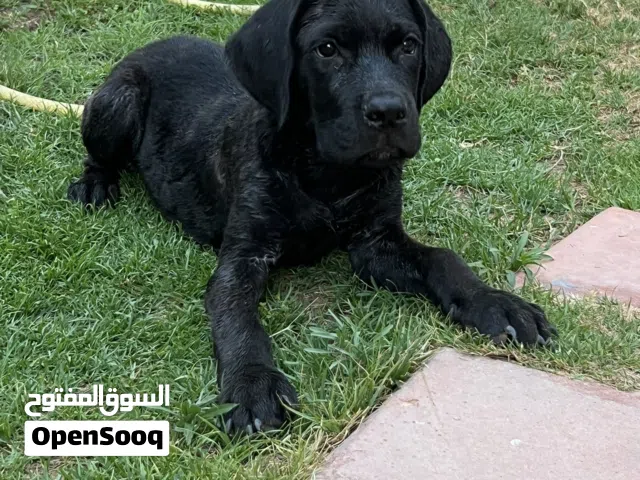 اللي يبي يكسب حاجة صح وتستاهل يصرف عليها متاح جرو كين كورسو درجة اولي