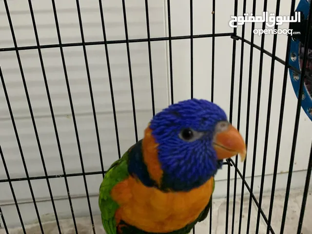 لوري اليف متكلم