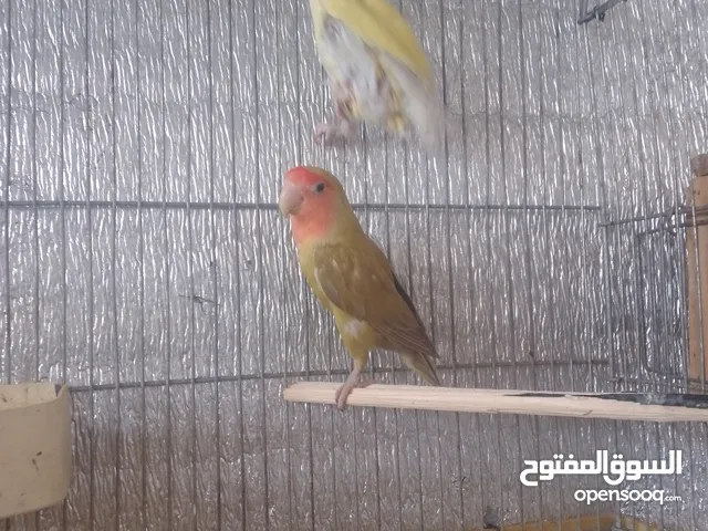 عصافير روز تحتيهن بيض