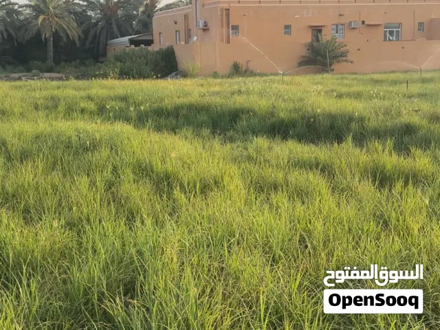 حشيش طعام حيوانات