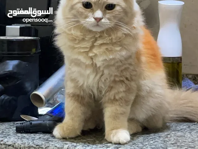 قط ذكر بسبب السفر معو جواز سفر ماخذ كلّ التطعيمات موجود في العين هادي جدا ولعوب وما ياذي