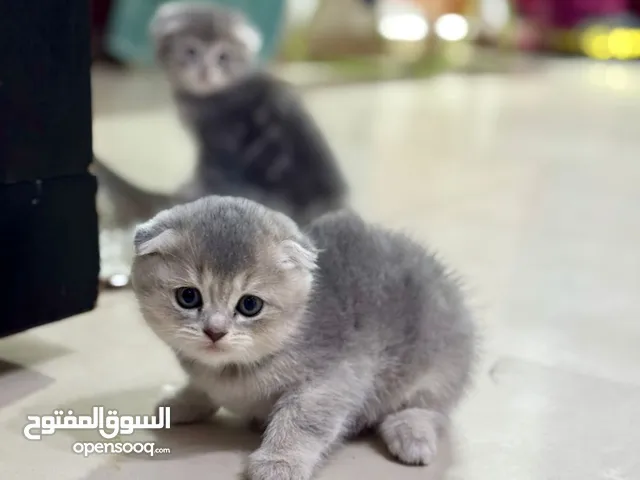 Scottish British shorthair longhair kittens British shorthair Scottish fold kittens Scottish.