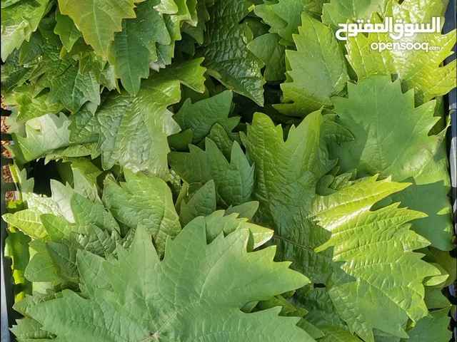 ورق دوالي بلدي سلطي