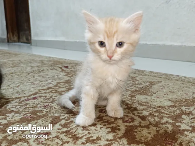 قطط هملايا للبيع عمر شهرين متعودين على كل اشي والسعر طري جدا جدا