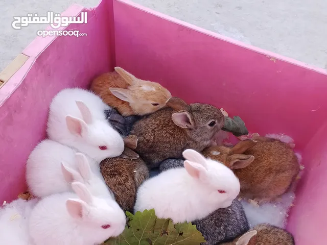 ارانب عمر شهر ونص تربيه منزل تب نظافه وبصحه جيده جدا.