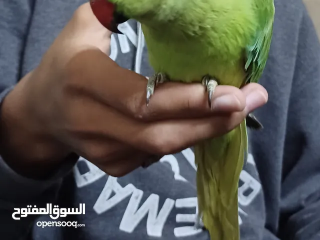 درة غير أليف قابل للترويض مع قفص كاسكو كبير