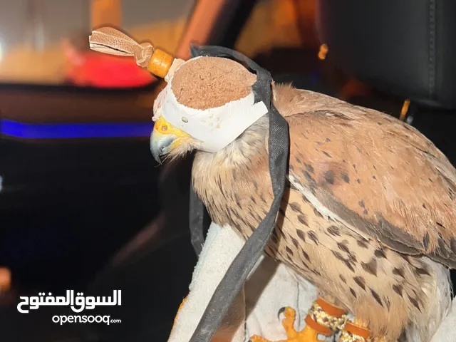 طير صفر للبيع
