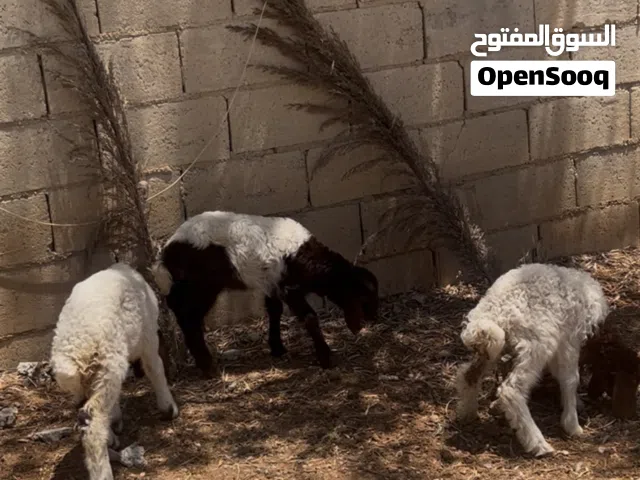 3 عبر صلاة النبي عليهم ماخذات جميع المطاعيم
