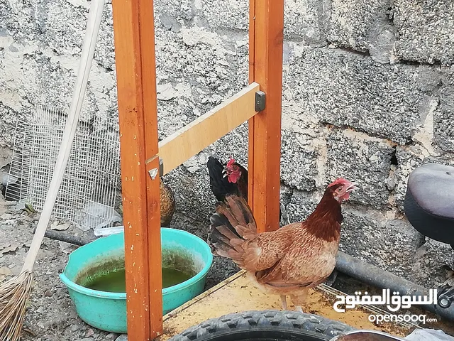 omani chicken ... laying egg for sell 3 ps ..