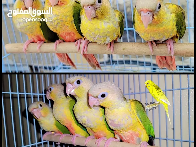 ببغاء كنيور اناناس