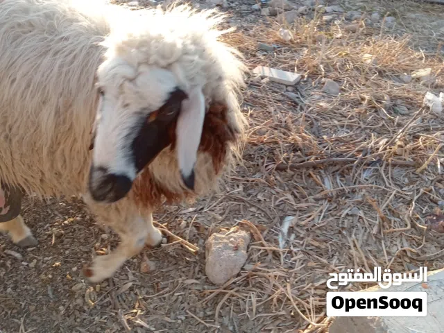 نعجه بندوق قبرصي مع عبور و 3 جديان
