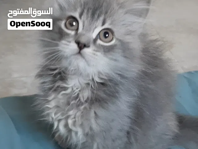 بيع قط صغير