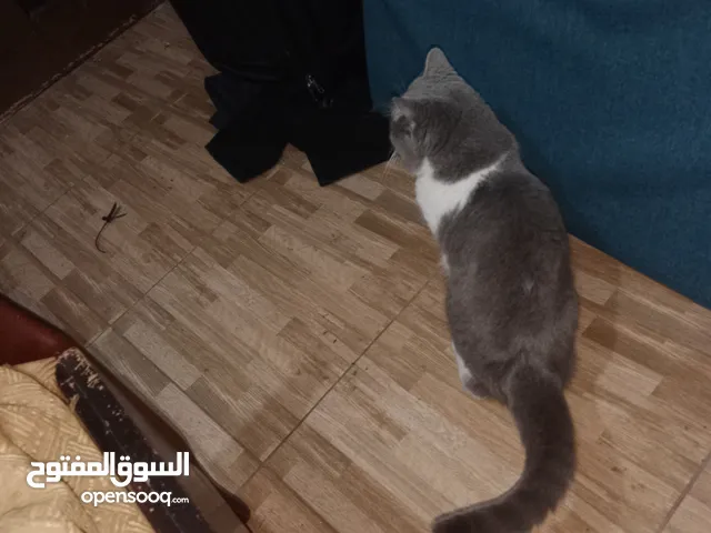 بستين ابرتش صافي للتبني ثنت الاثنين مش كل واحد لحال الاثنين للتبني