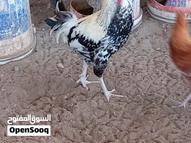 دياكه للبيع