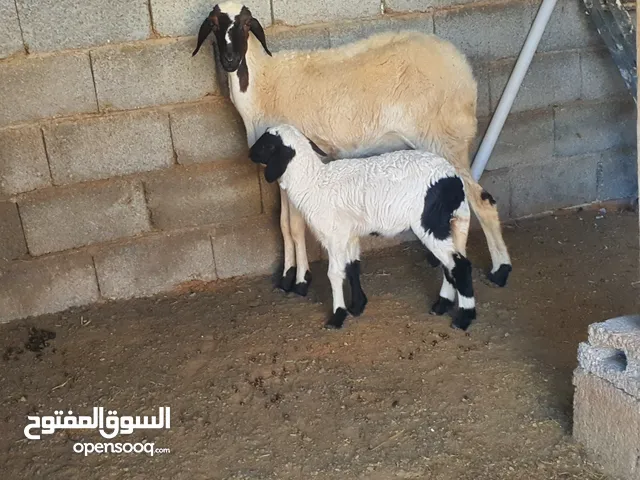 نعجه تحتها فطيمه