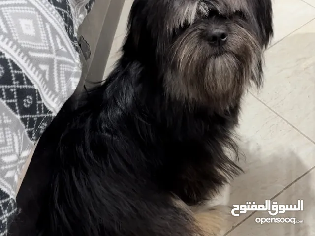 مستورد من أوربا، سلالته بيور، وعنده مايكروشيب مع جوازه، ومتحصّن كل تحصيناته