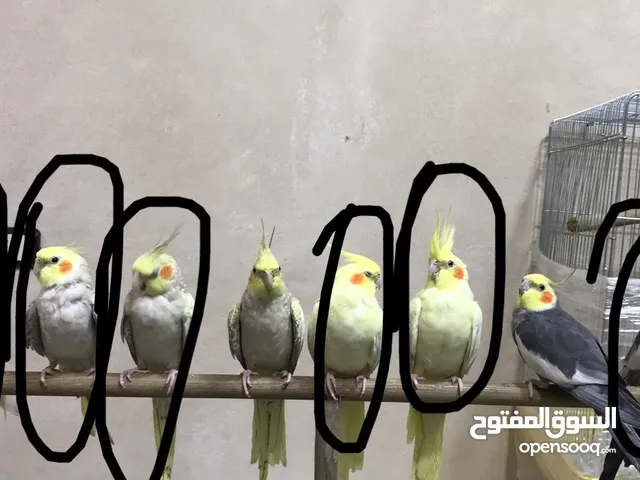 ببغاء كوكتيل للبيع بسعر جدا ممتاز