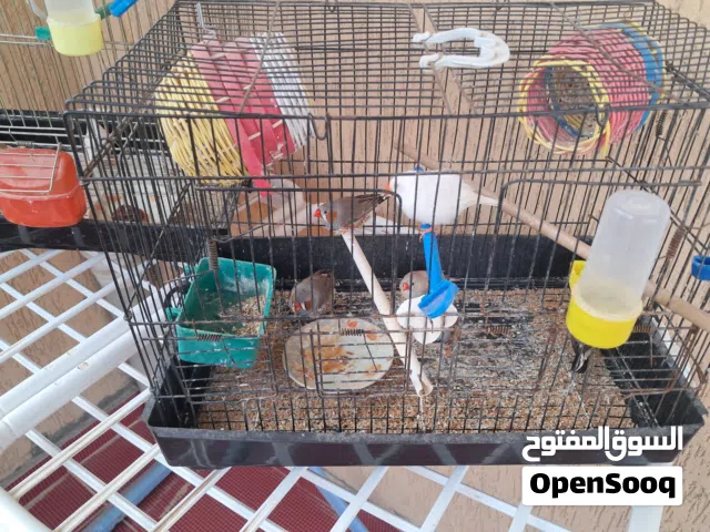 3كوبيات زيبرا بلقفص