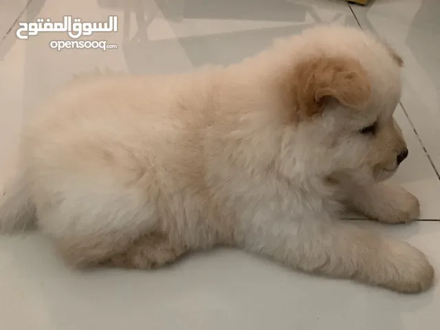 Chow chow female انثى تشاوتشاو