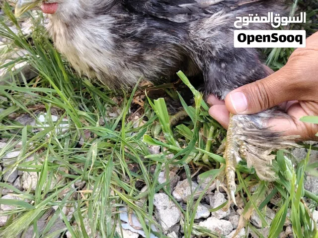 دجاج قطني ديك ودجاجة