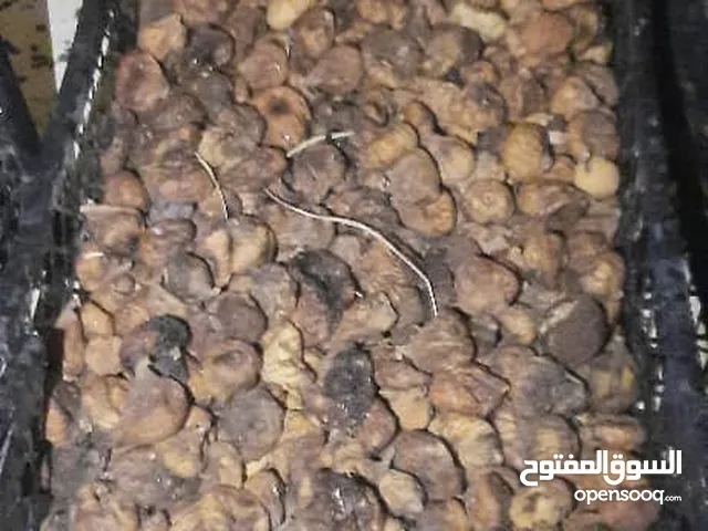 كرموس لاوي