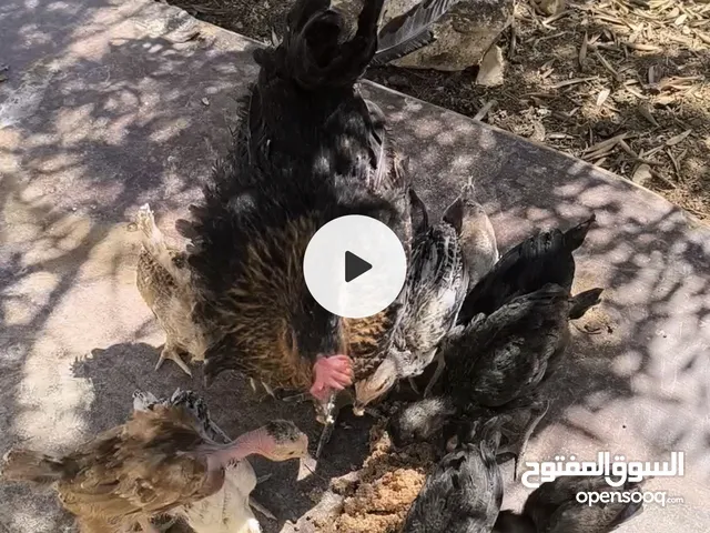 دجاجه مع صيصانها عمر 26 يوم 11 صوص