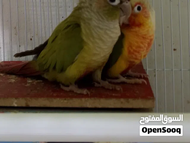 متاح زوج كنيور الليفات للبيع