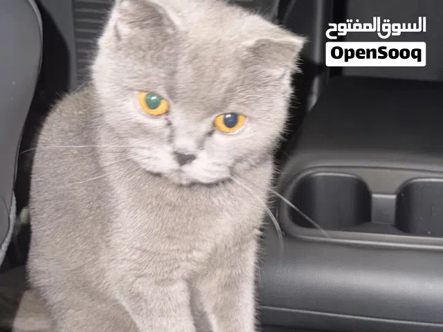 سكوتش فولد للبيع