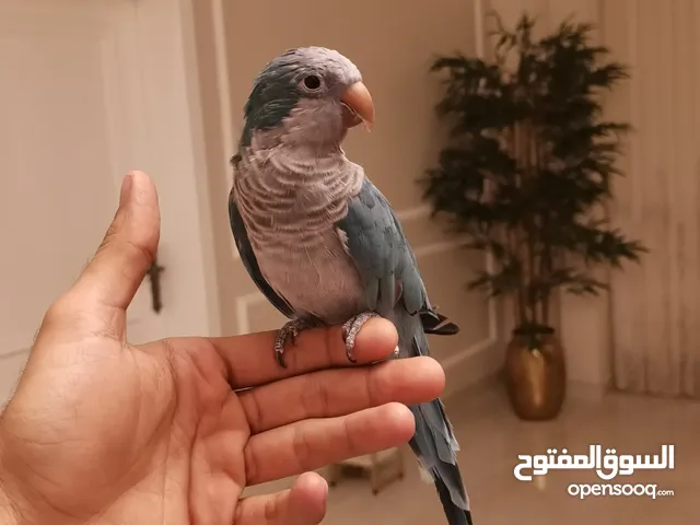 كويكر لون ازرق الليف